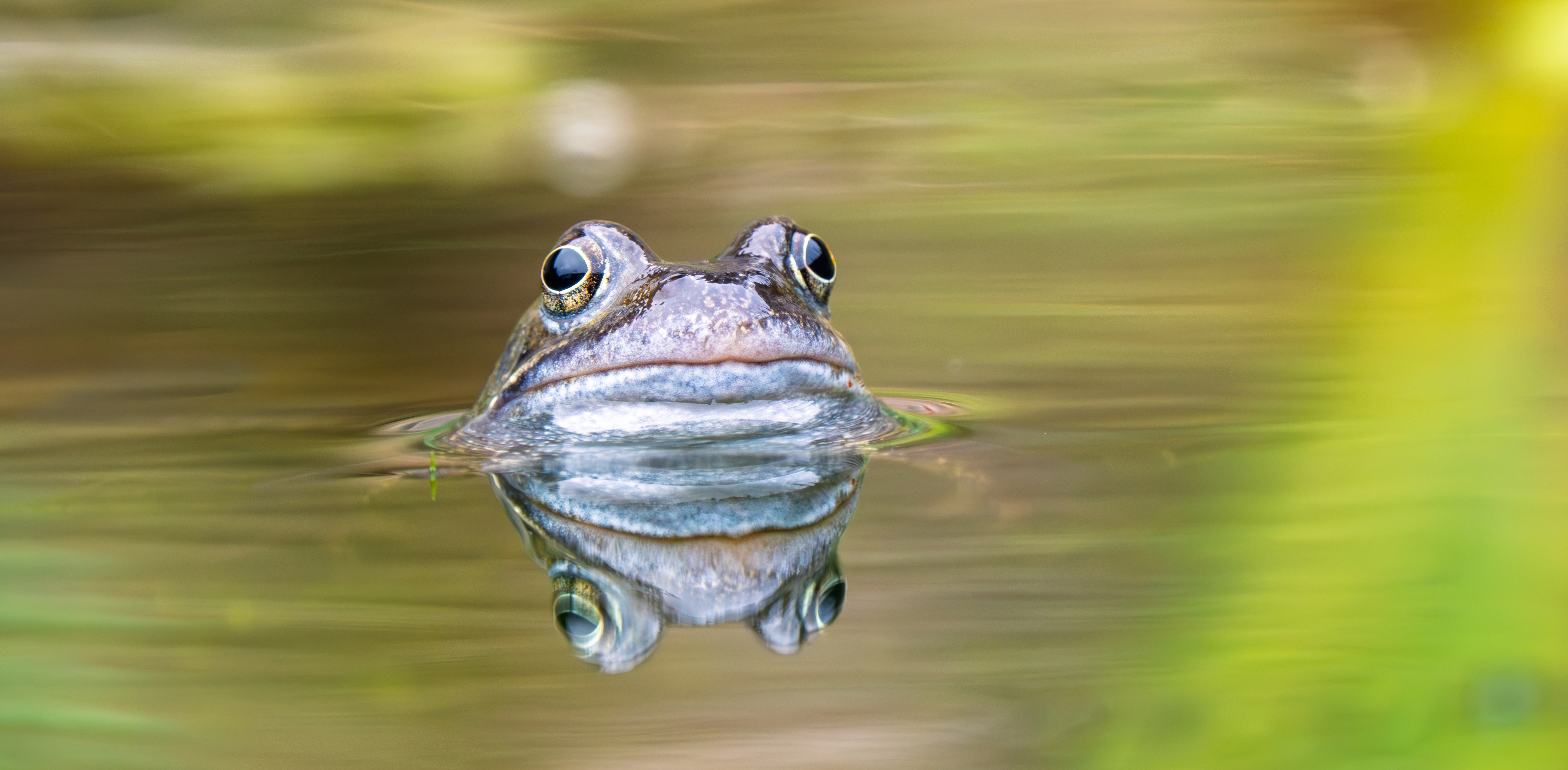 How to help wildlife in hot weather