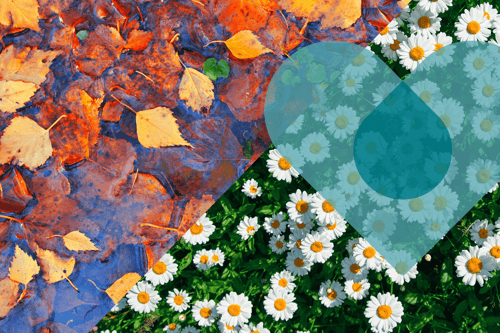 EDC_AutSpr_heart_Artboard 1