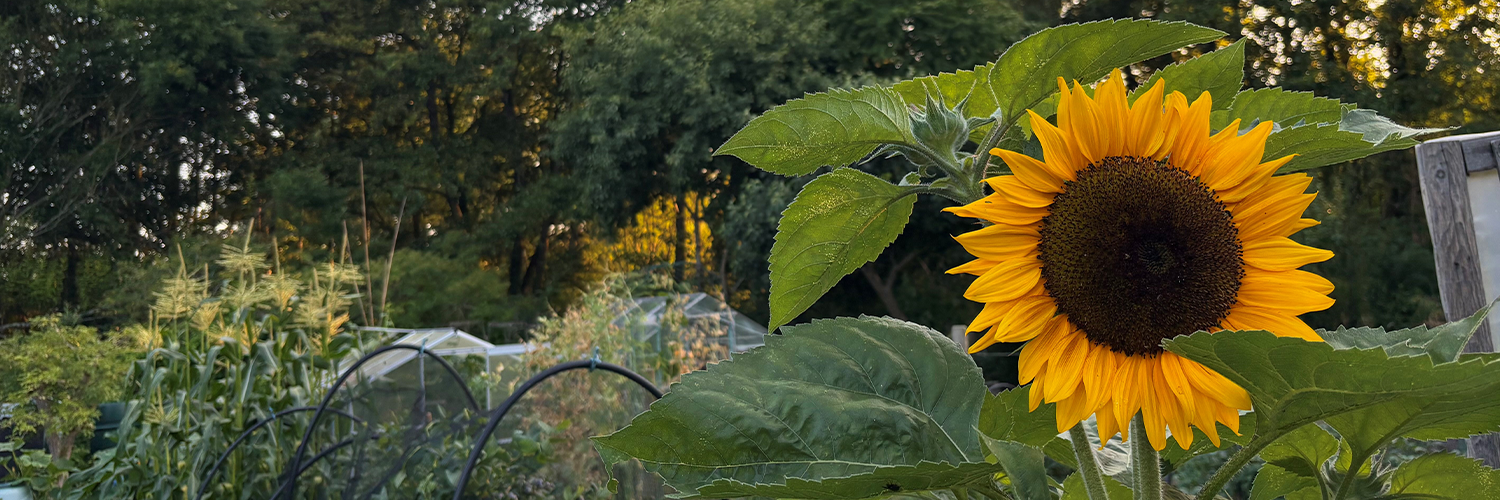 How to keep your gardening looking blooming in hot weather